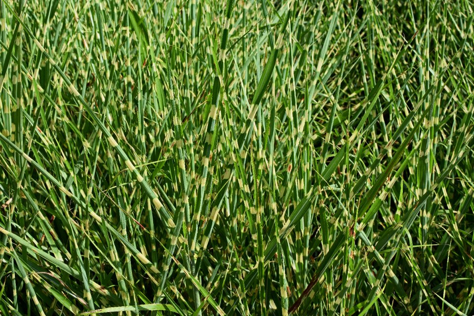 Grass ornamental plant