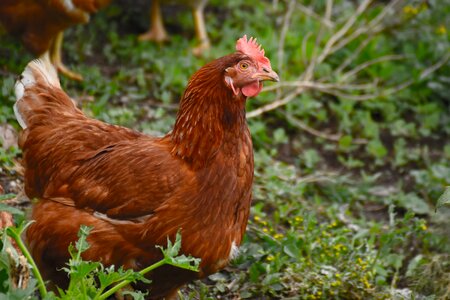Poultry hen farm photo
