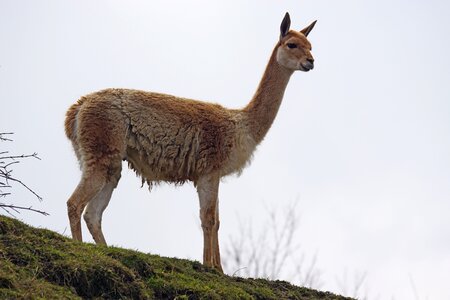 Camel-like lama vicugna south america