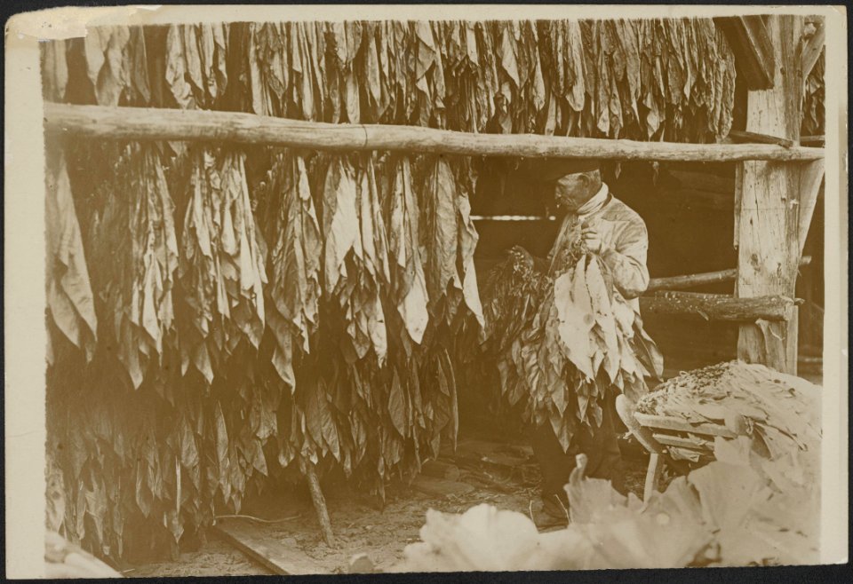 Een kijkje in een droogschuur. Tabaksbladeren., Bestanddeelnr 158-2219