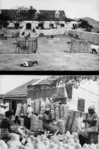 Een landhuis op CuraçaoHet vlechten van hoeden, Bestanddeelnr 254-6246