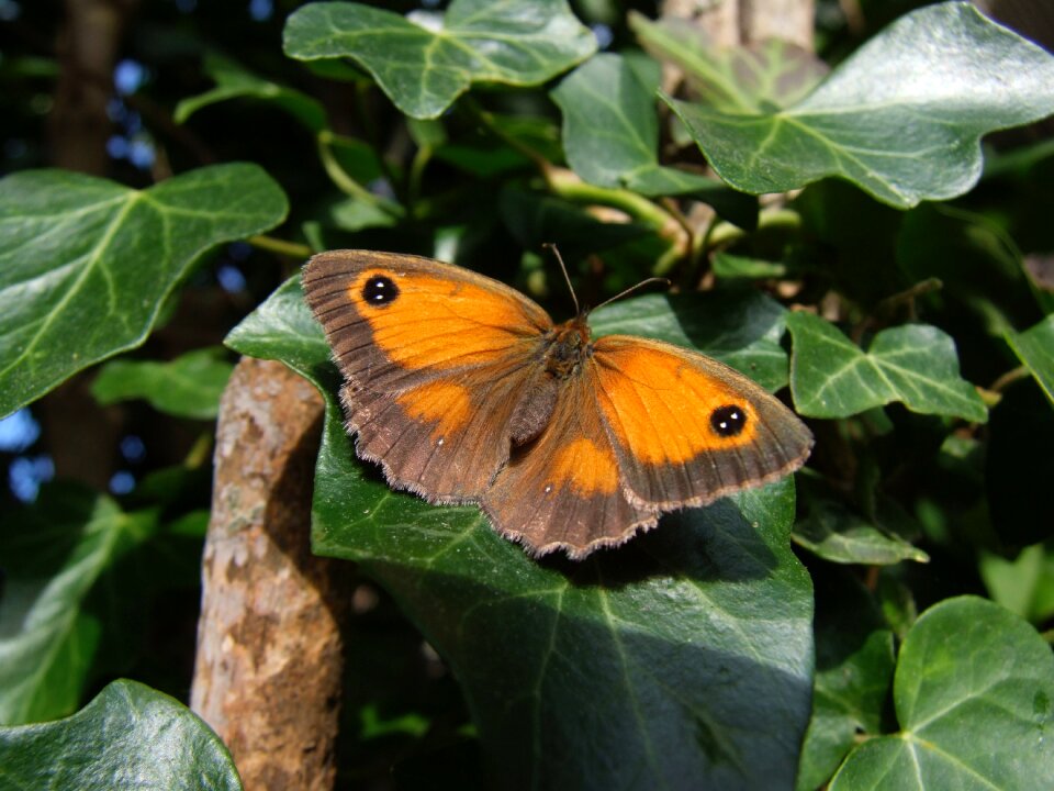 Nature wildlife insect