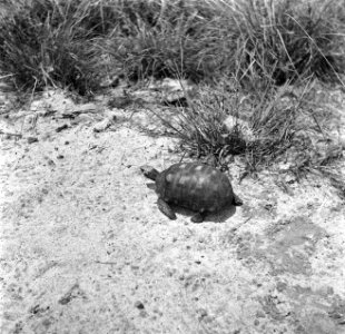 Een kleine landschildpad, een lekkernij in Koffiekamp, Bestanddeelnr 252-5945