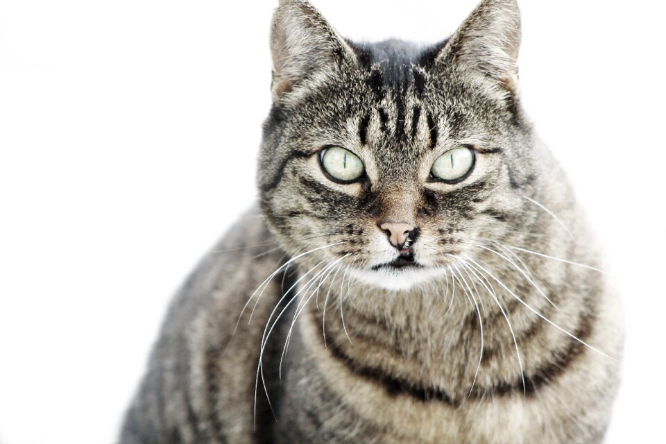 Mackerel fur animal
