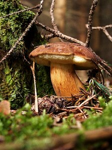 Edible mushroom picking macro photo