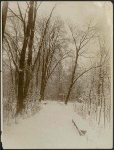 Een laantje in het Vondelpark na sneeuwval., Bestanddeelnr 158-2124