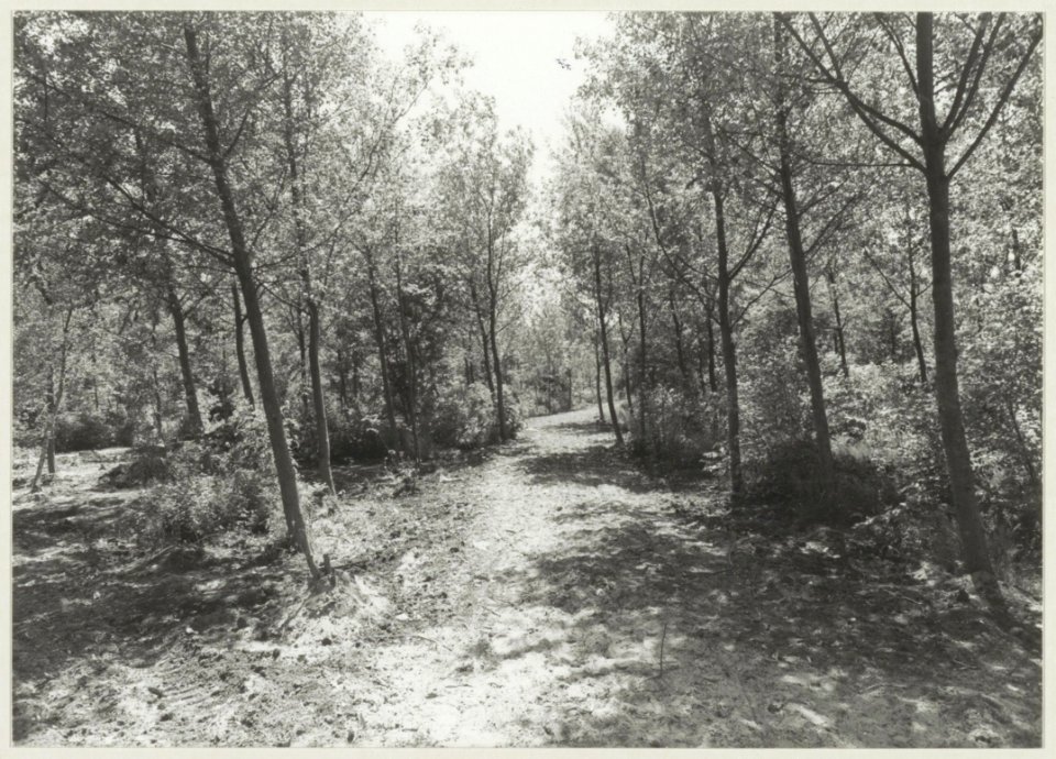 Een kijkje in het pioniersbos. NL-HlmNHA 54011372