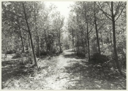Een kijkje in het pioniersbos. NL-HlmNHA 54011372