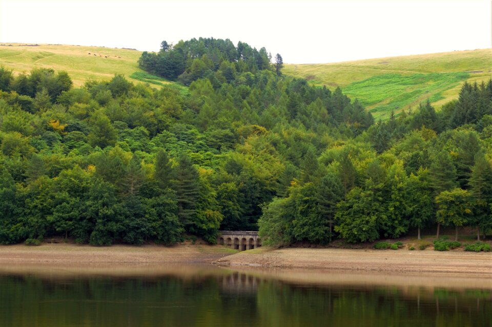 Bridge arch trees