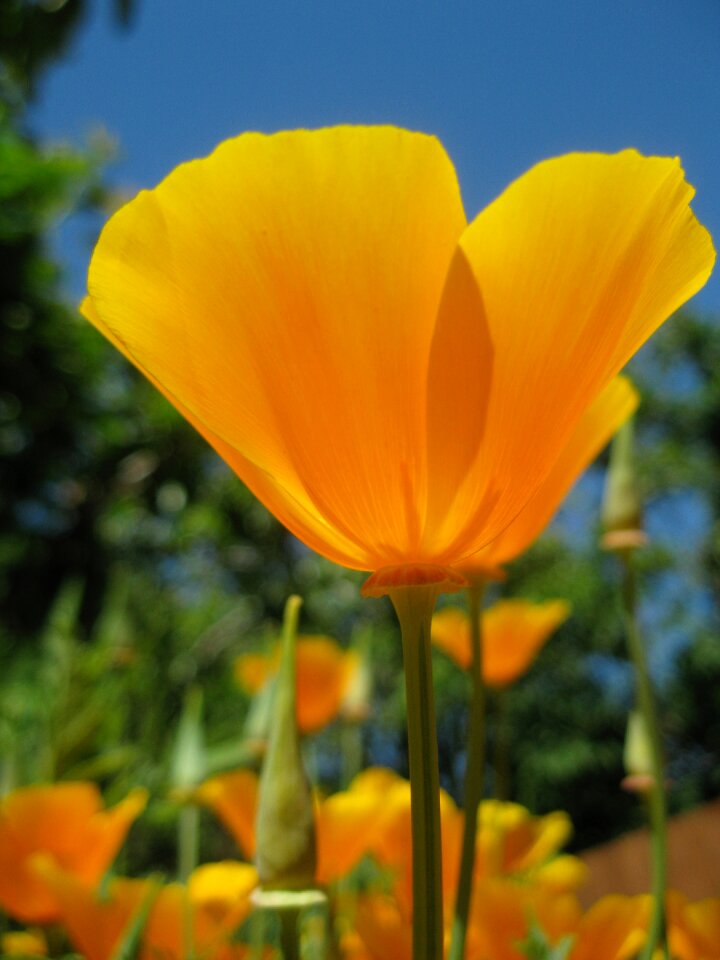 Flower poppy flora