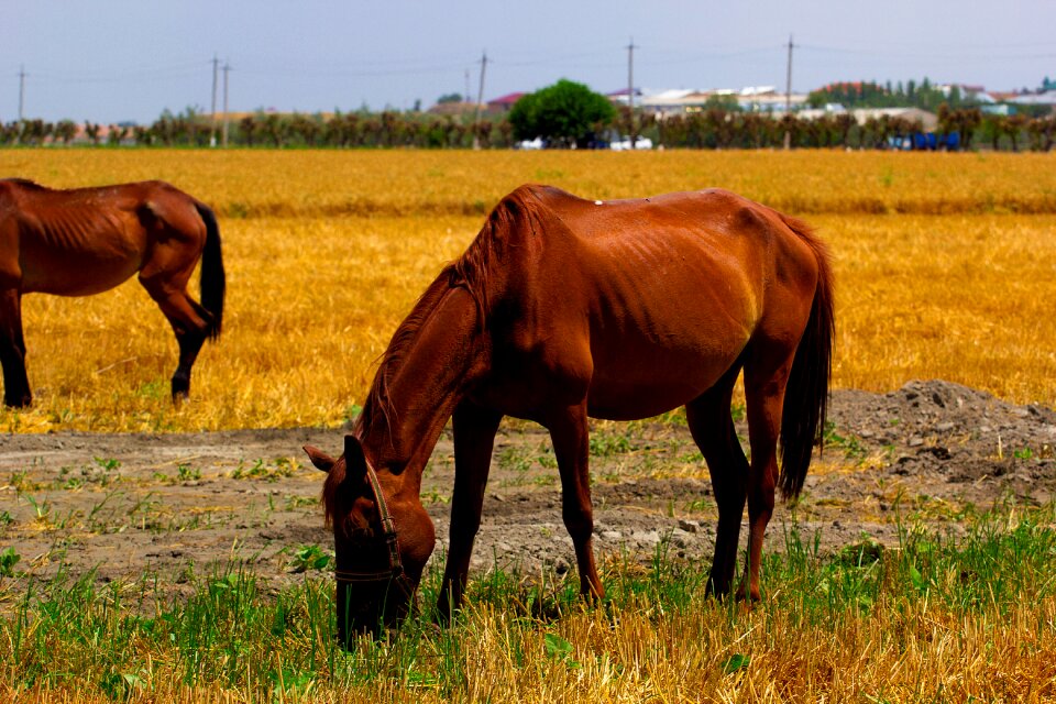 Nature animal mare