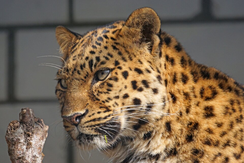 Big cat attention predator