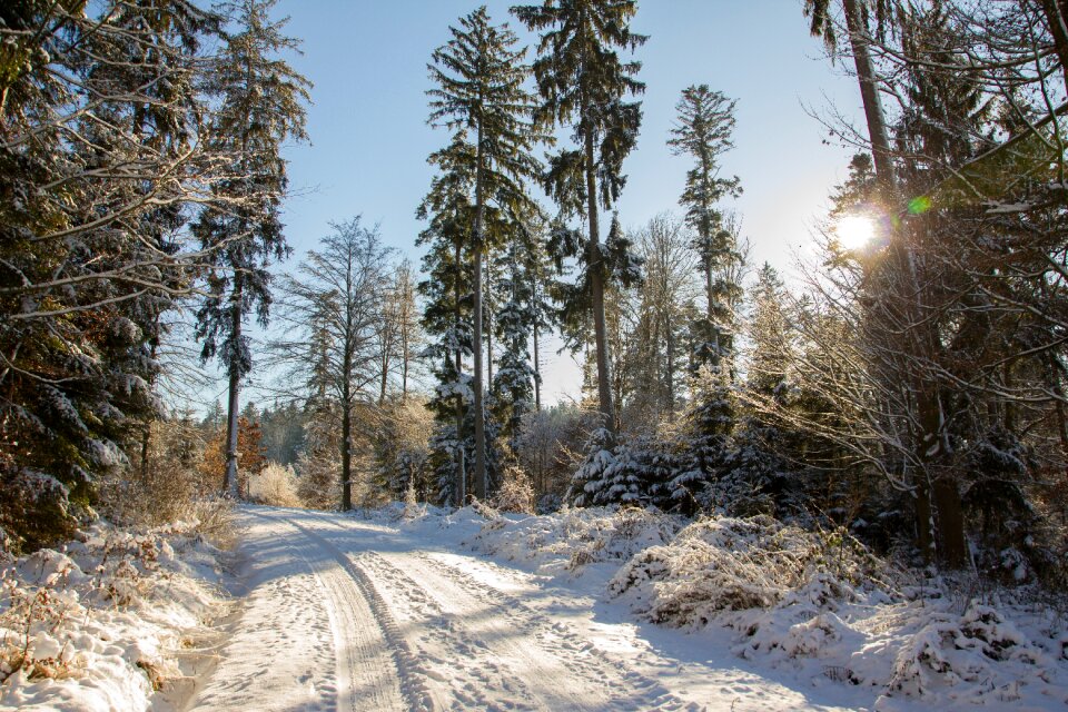 Trees landscape snowy