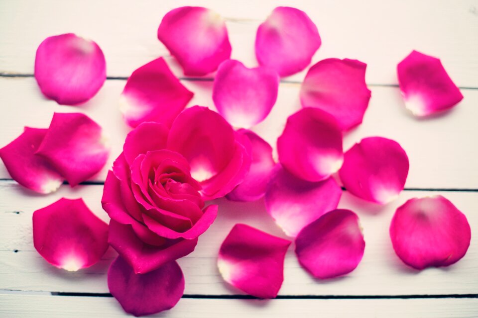 Bloom blossom romantic