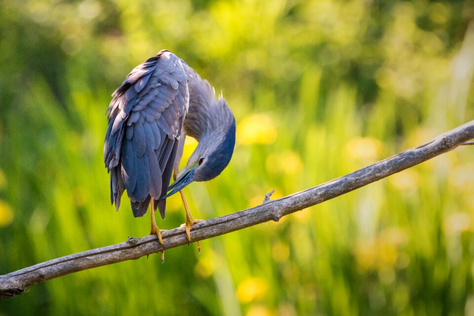 Plumage sitting branch