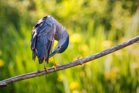 Plumage sitting branch
