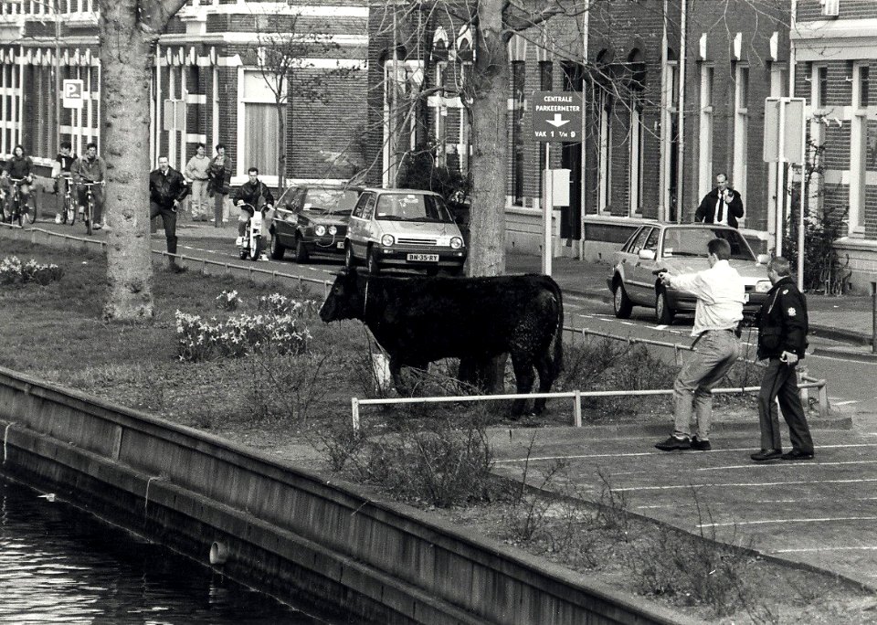 Een losgebroken koe wordt beschoten en gedood door Politie-agenten. Aangekocht van United Photos de Boer bv. - Negatiefnummer 34002 k 25 a. - Gepubliceerd in het Haarlems Dagblad van 06.04.1991. Ident