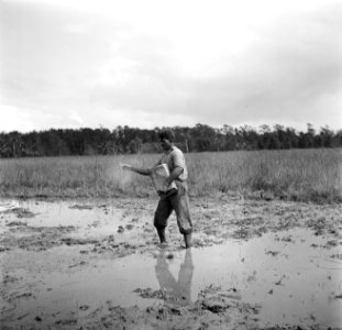 Een man aan het rijst zaaien in de Nickeriepolder, Bestanddeelnr 252-5597