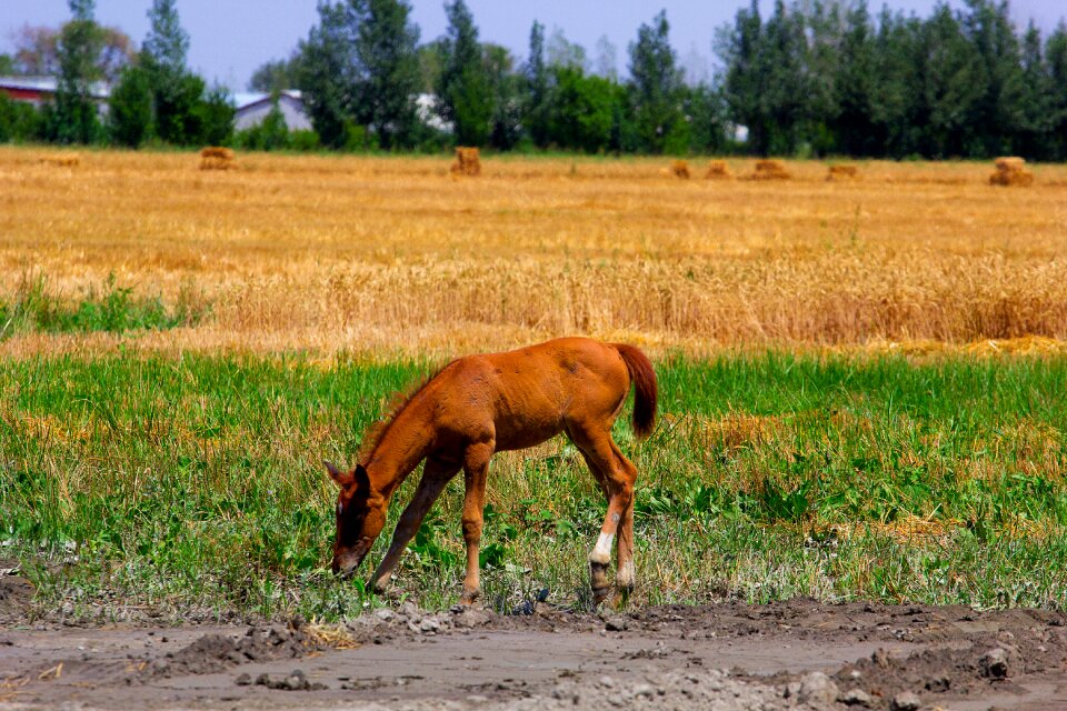 Nature animal mare