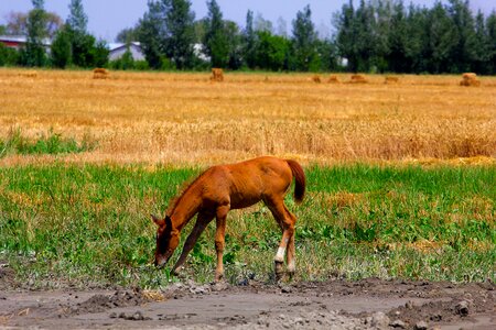 Nature animal mare