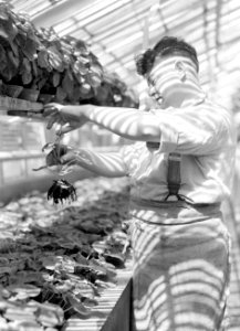 Een man in een plantenkas, Bestanddeelnr 255-8619