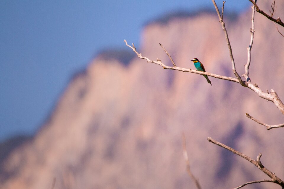 Colorful switzerland branch
