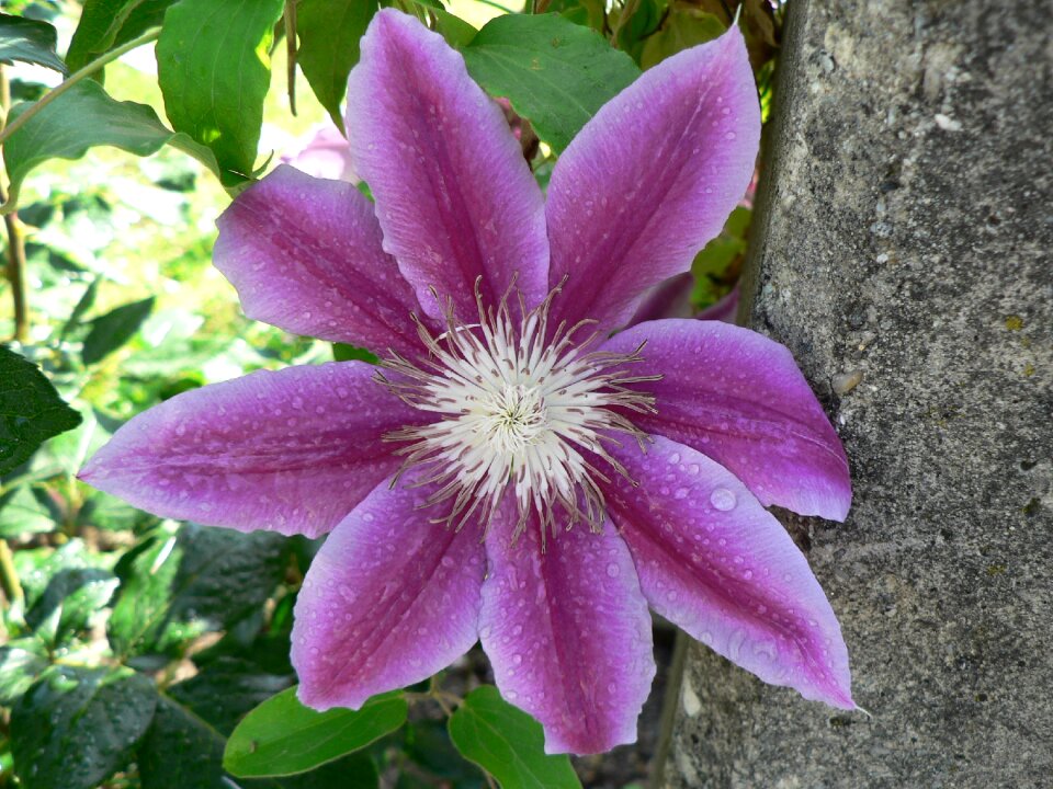 Plant close up summer photo