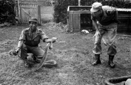 Een KNIL soldaat houdt de kop en de staart van een slang vast . Een luitenant k, Bestanddeelnr 3030