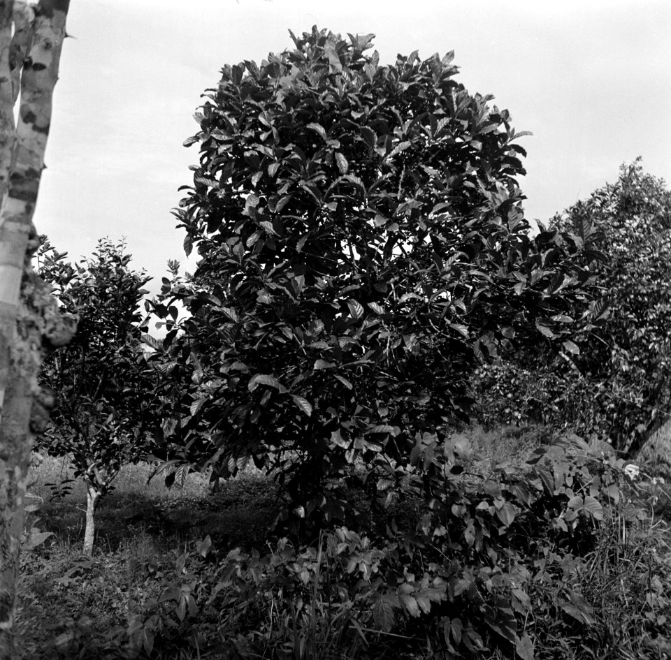 Een koffieboom op het bedrijf van boer Van Dijk in Suriname, Bestanddeelnr 252-6449