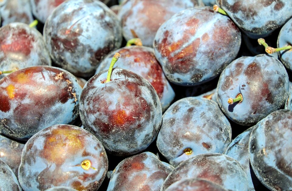 Real plum blue violet healthy