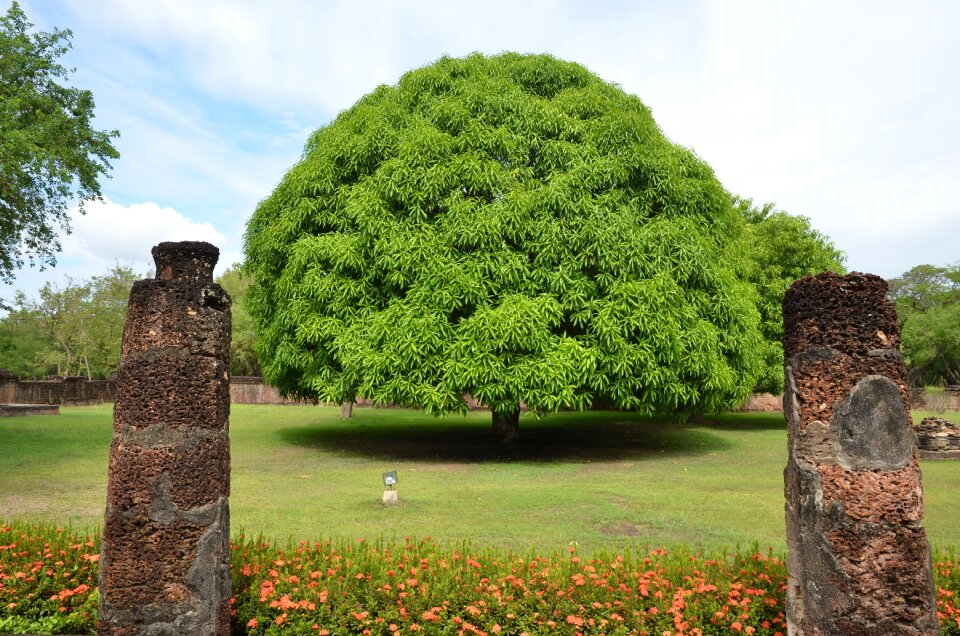 Mango tree tree thailand