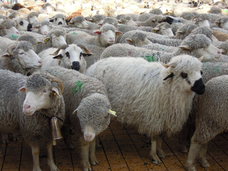Transhumance sheep herds