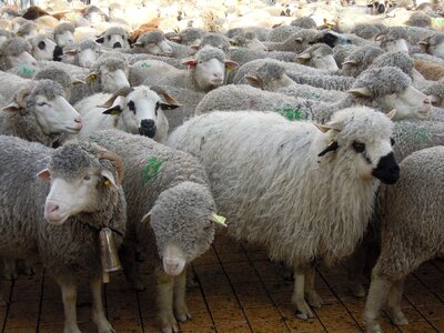 Transhumance sheep herds