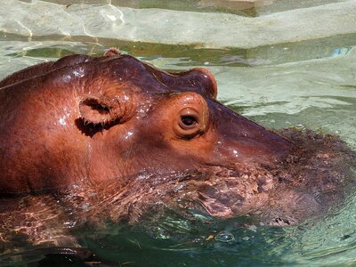 Hippo mammal hard
