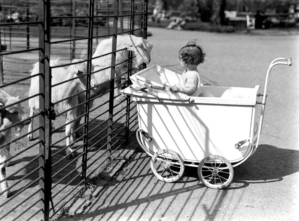 Een peuter in een kinderwagen bij de geiten in Artis, Bestanddeelnr 189-0462