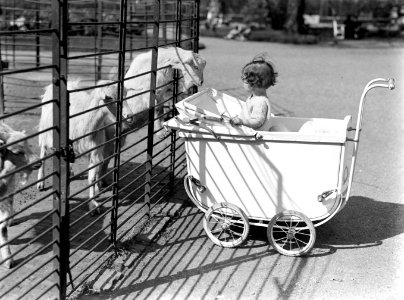 Een peuter in een kinderwagen bij de geiten in Artis, Bestanddeelnr 189-0462