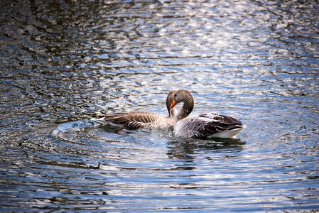 Lake pond nature photo