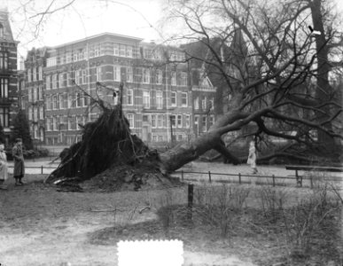 Een ontwortelde monumentale boom, Bestanddeelnr 905-5127