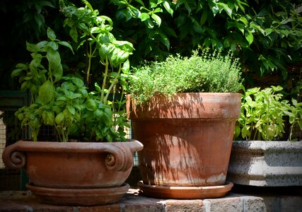 Pot herbs wild herbs photo