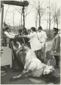 Een ongeluk met een stier. NL-HlmNHA 54015190 02