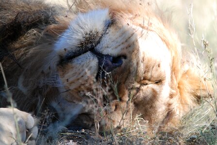 Kalahari kalahari lion kgalagadi