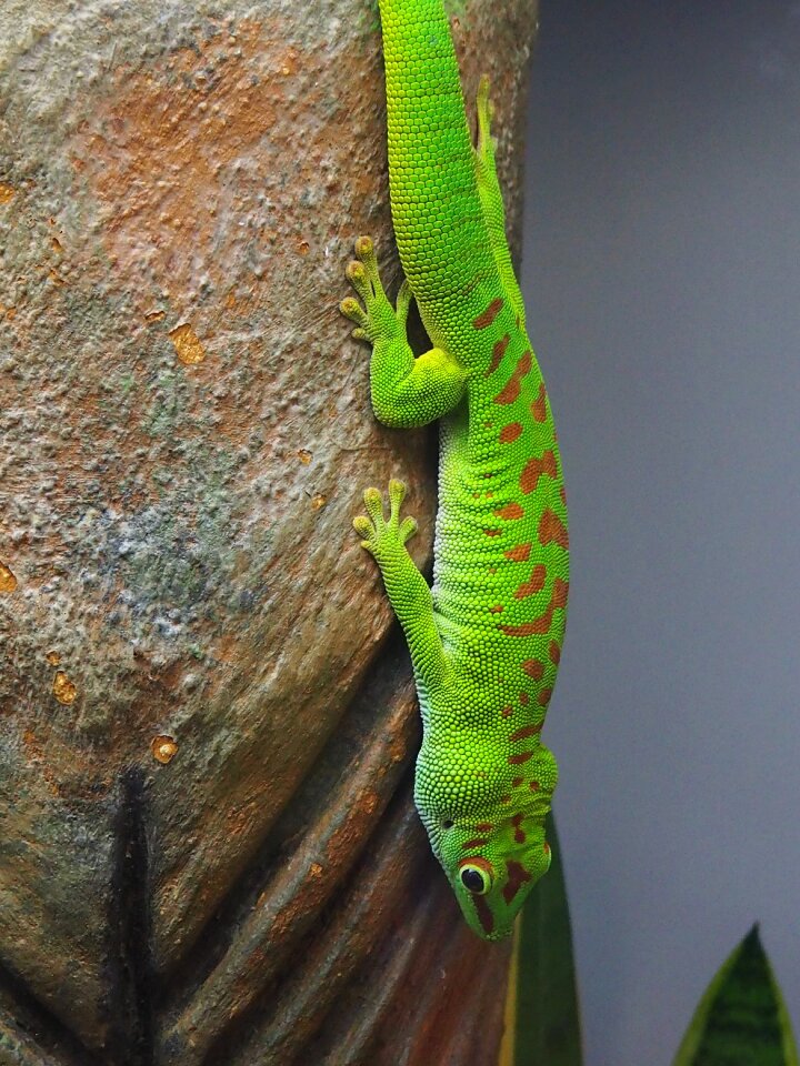 Green stone reptile
