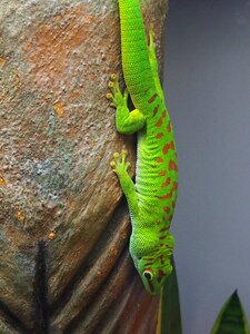 Green stone reptile photo