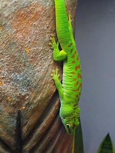 Green stone reptile