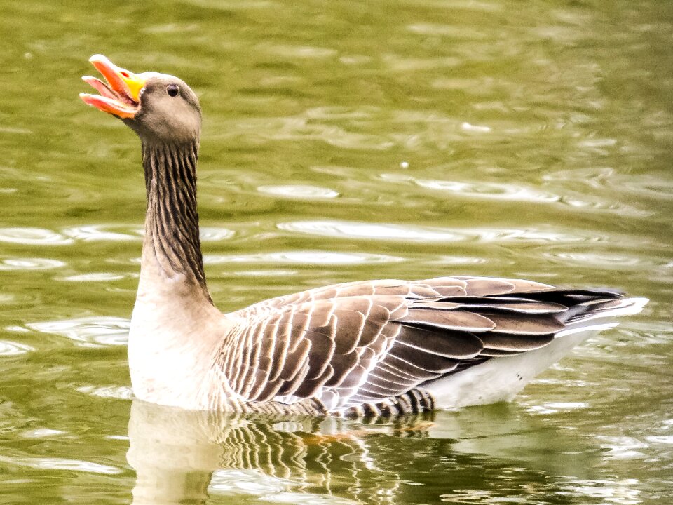 Bird nature animal