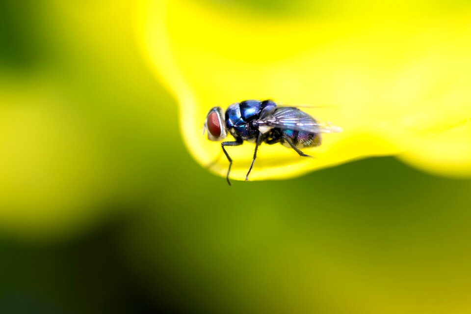 Blue fly africa yellow leaf