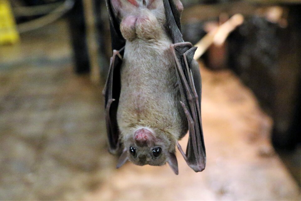 Flying wildlife animal