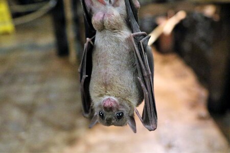 Flying wildlife animal
