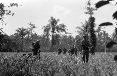 Een militaire eenheid of patrouille loopt door een jong maisveld, Bestanddeelnr 2828