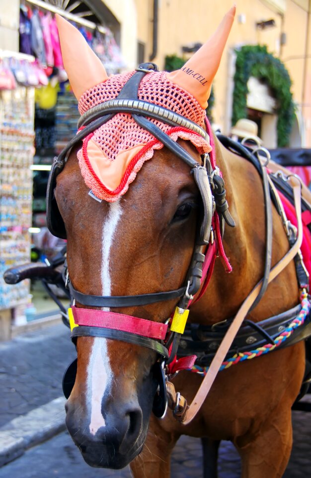 Drawn bonnet bonnet ass